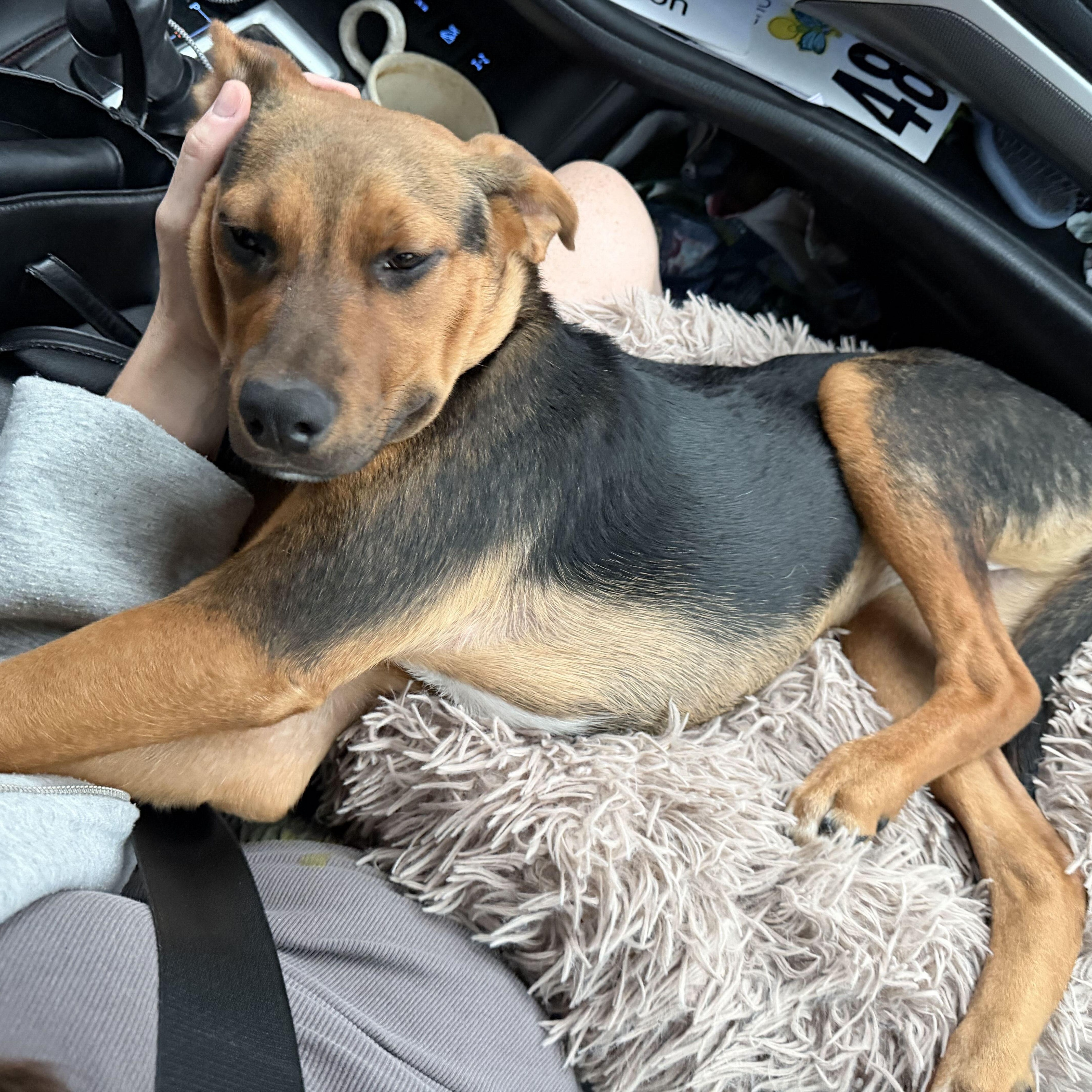 ISABELLA, a ADOPTABLE mixed breed in Fuquay Varina, NC image 2/6