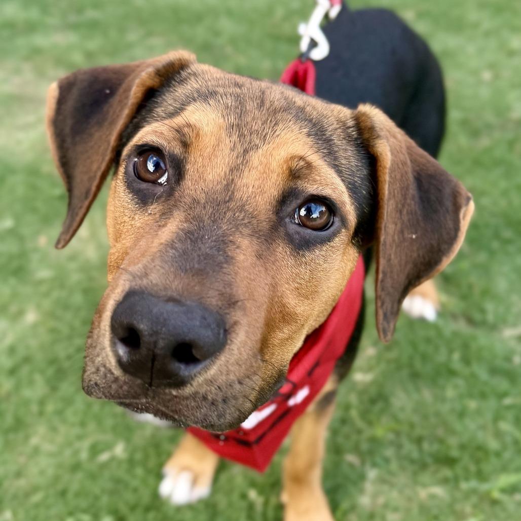 ISABELLA, adopted, Puppy Female Labrador Retriever & Beagle.