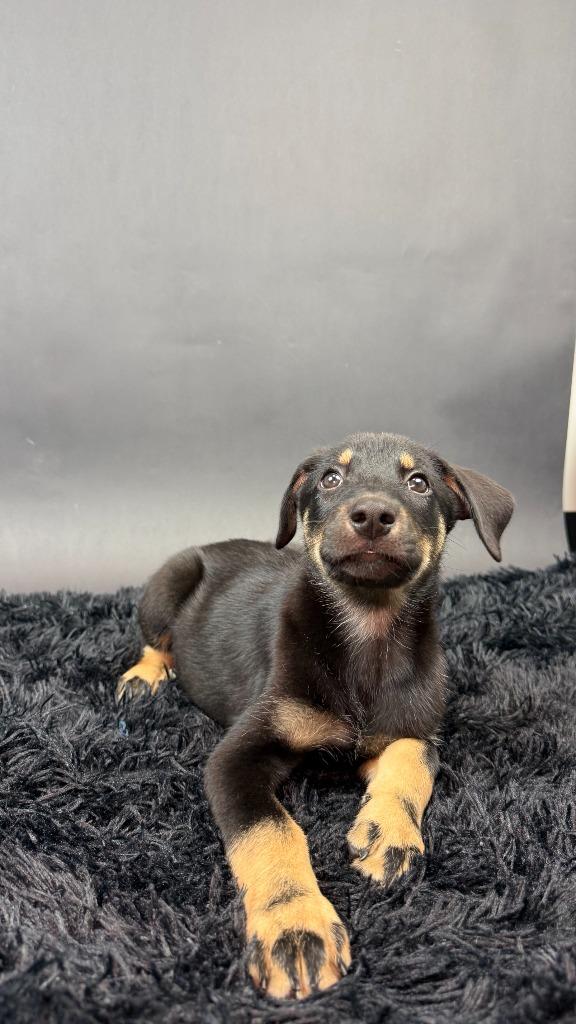 Panther, Adoptable, Puppy Male Husky & Shepherd.