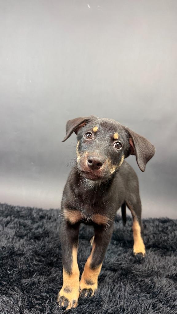 Enlarge Panther, a Adoptable mixed breed in Phoenix, AZ image 2/6