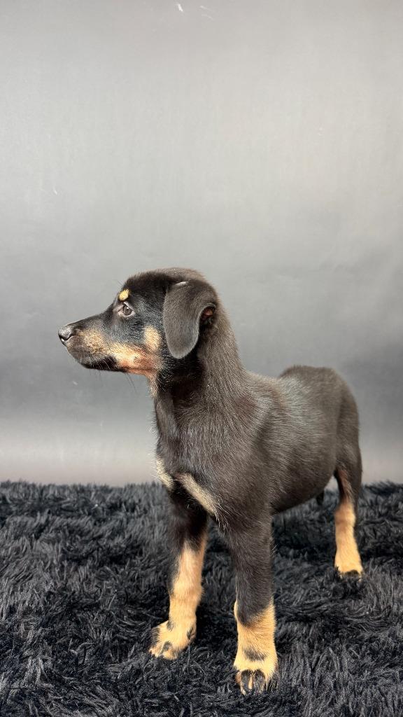 Enlarge Panther, a Adoptable mixed breed in Phoenix, AZ image 3/6