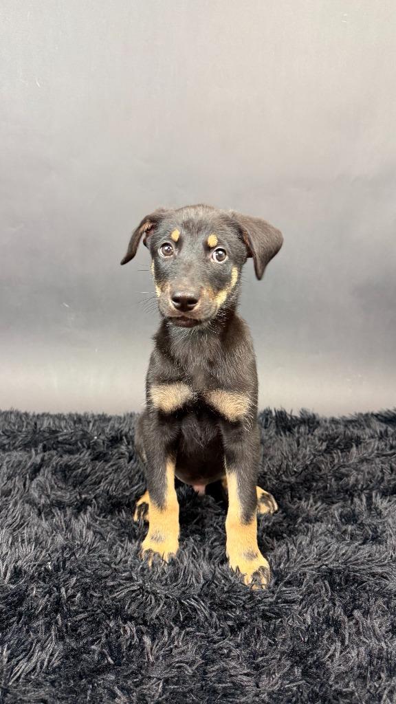 Enlarge Panther, a Adoptable mixed breed in Phoenix, AZ image 4/6