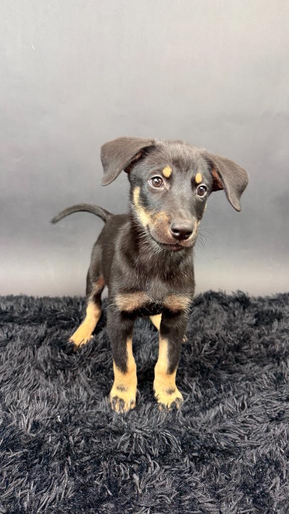 Enlarge Panther, a Adoptable mixed breed in Phoenix, AZ image 5/6