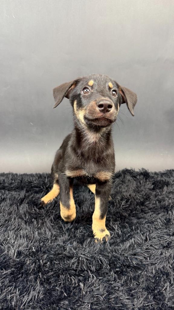 Enlarge Panther, a Adoptable mixed breed in Phoenix, AZ image 6/6