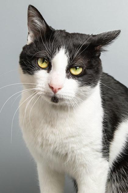 Enlarge Coachella, a Adoptable mixed breed in Longmont, CO image 1/3