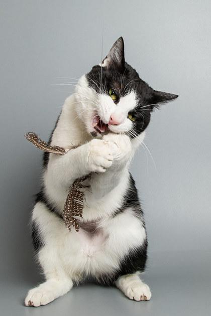 Enlarge Coachella, a Adoptable mixed breed in Longmont, CO image 2/3