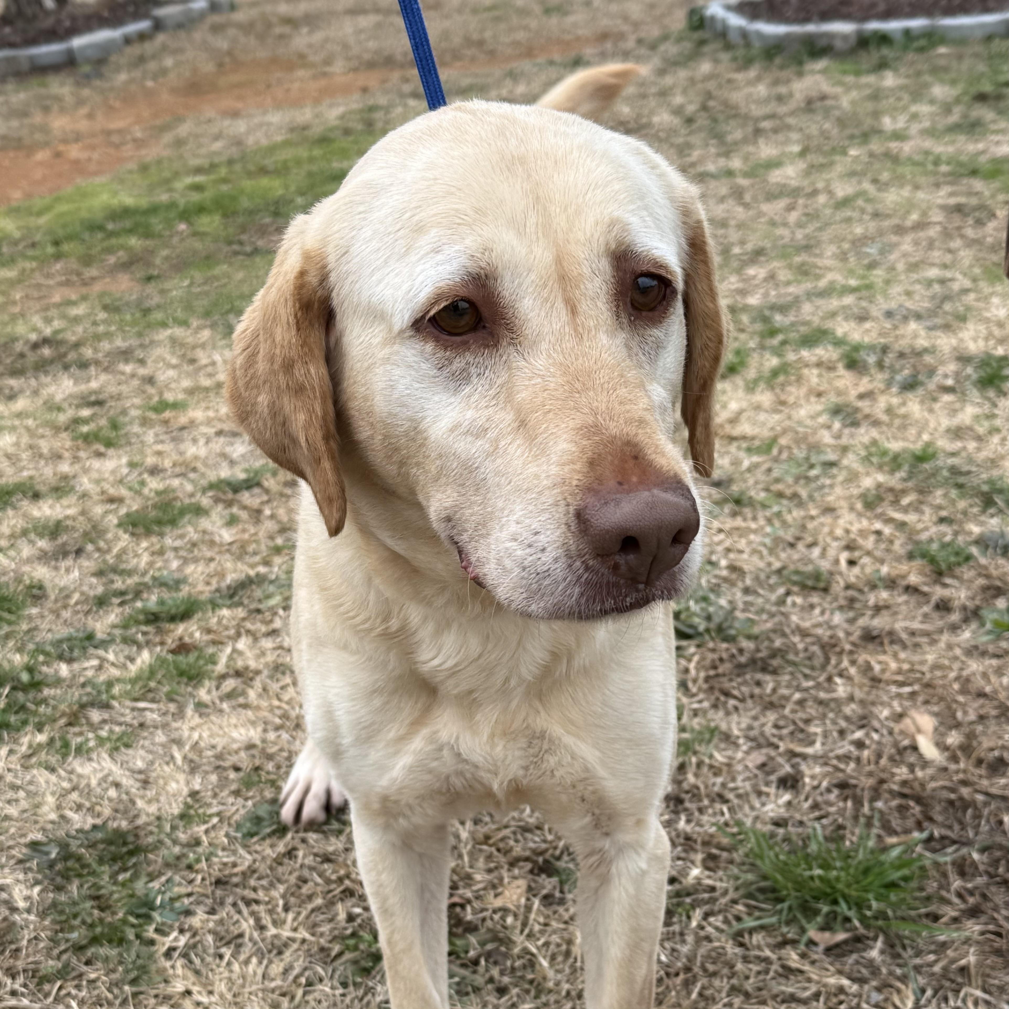 Magnolia — thumbnail 5