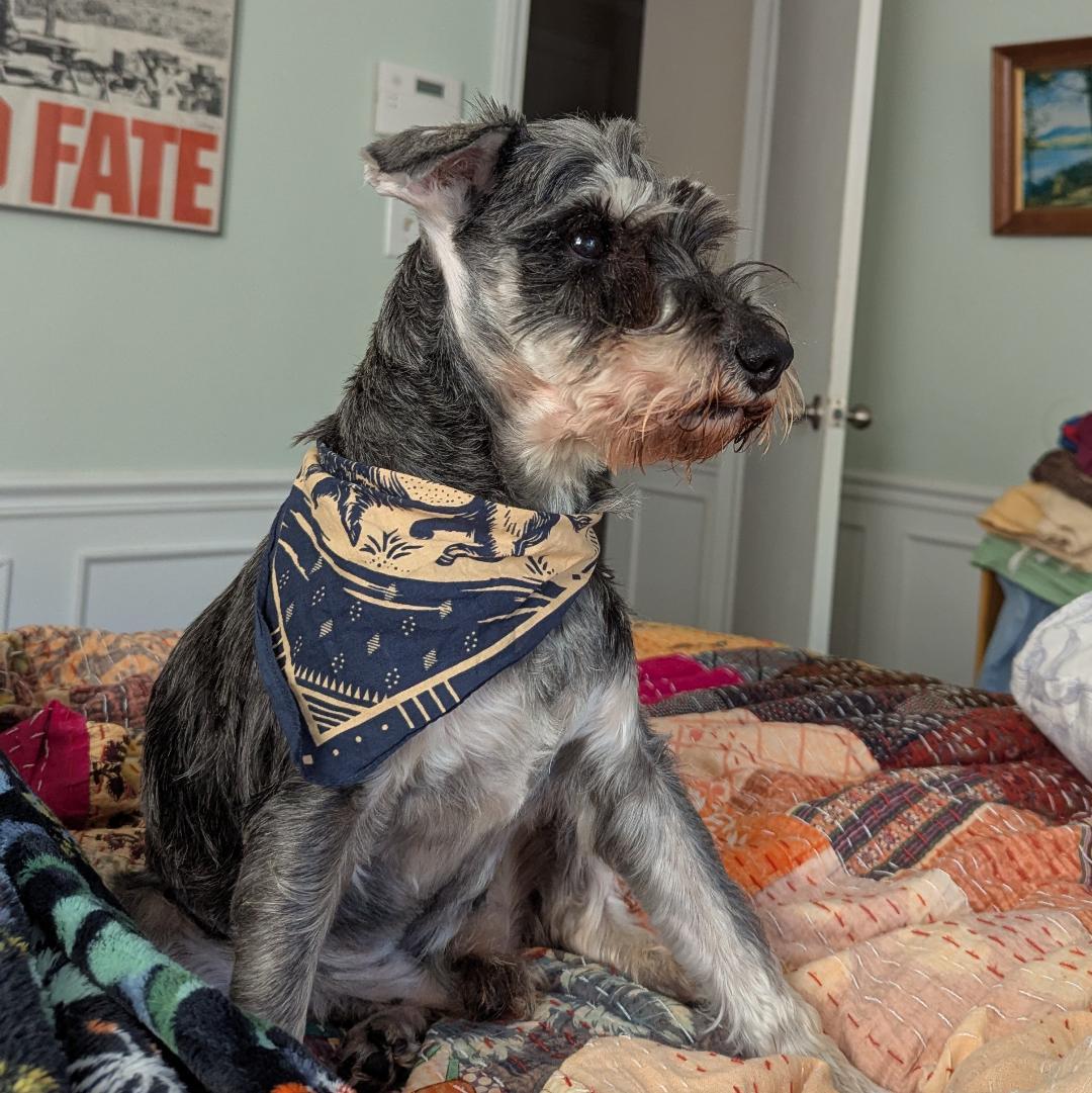 Elroy, Adoptable, Senior Male Schnauzer.