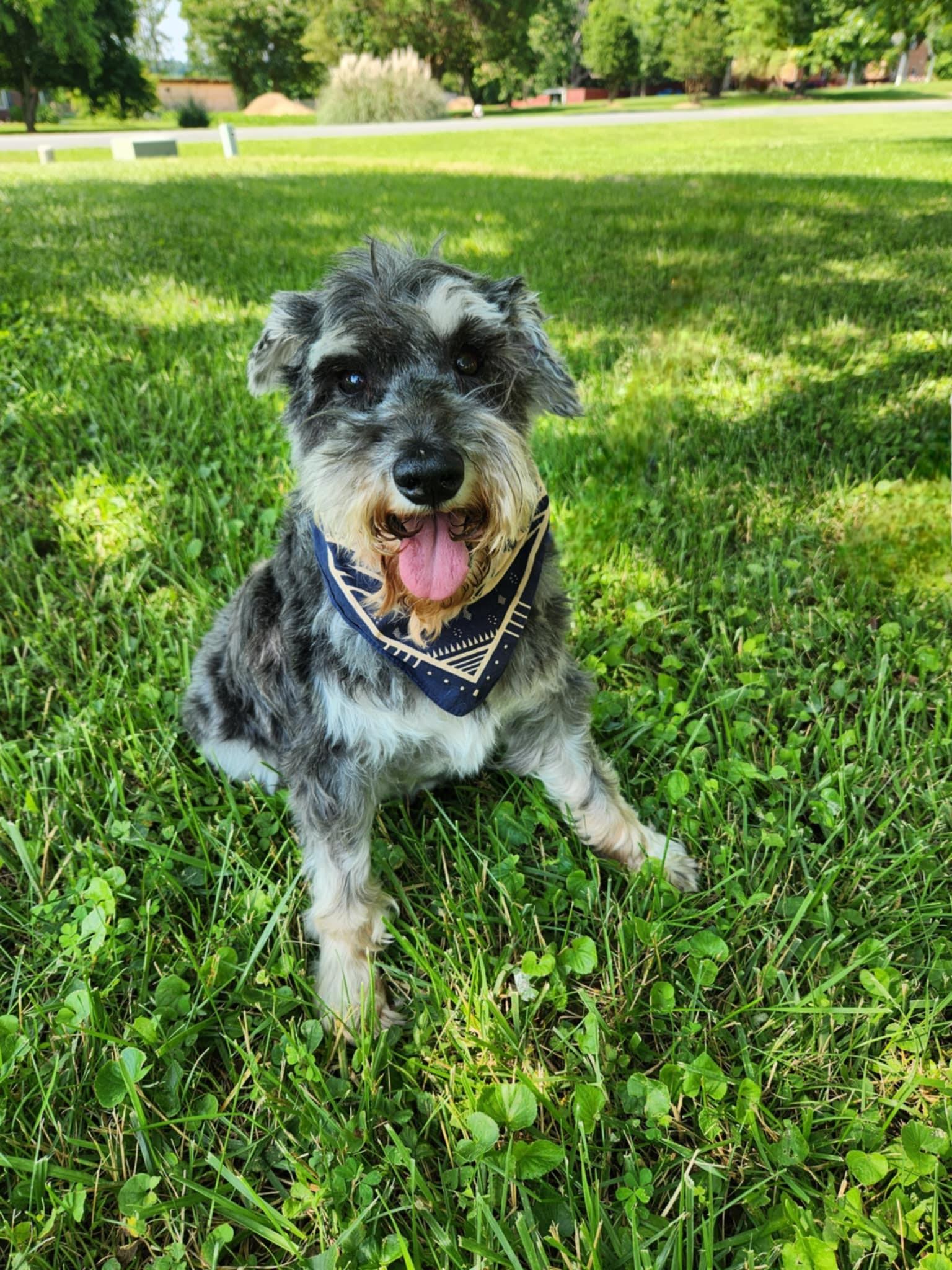 Elroy, a Adoptable Schnauzer in Monroe, NC image 2/6