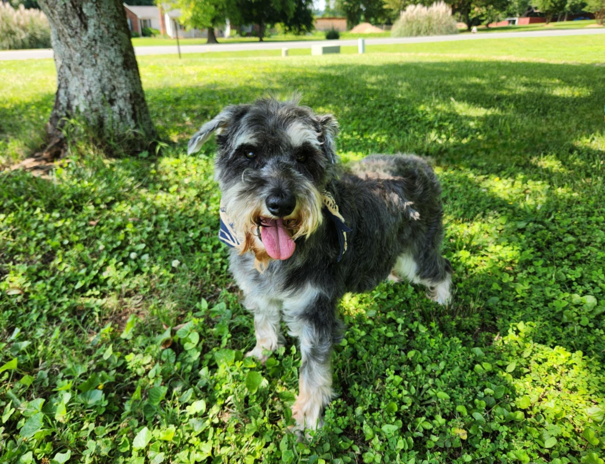 Elroy, a Adoptable Schnauzer in Monroe, NC image 5/6