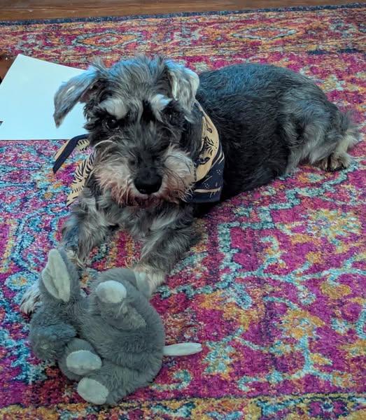 Elroy, a Adoptable Schnauzer in Monroe, NC image 4/6