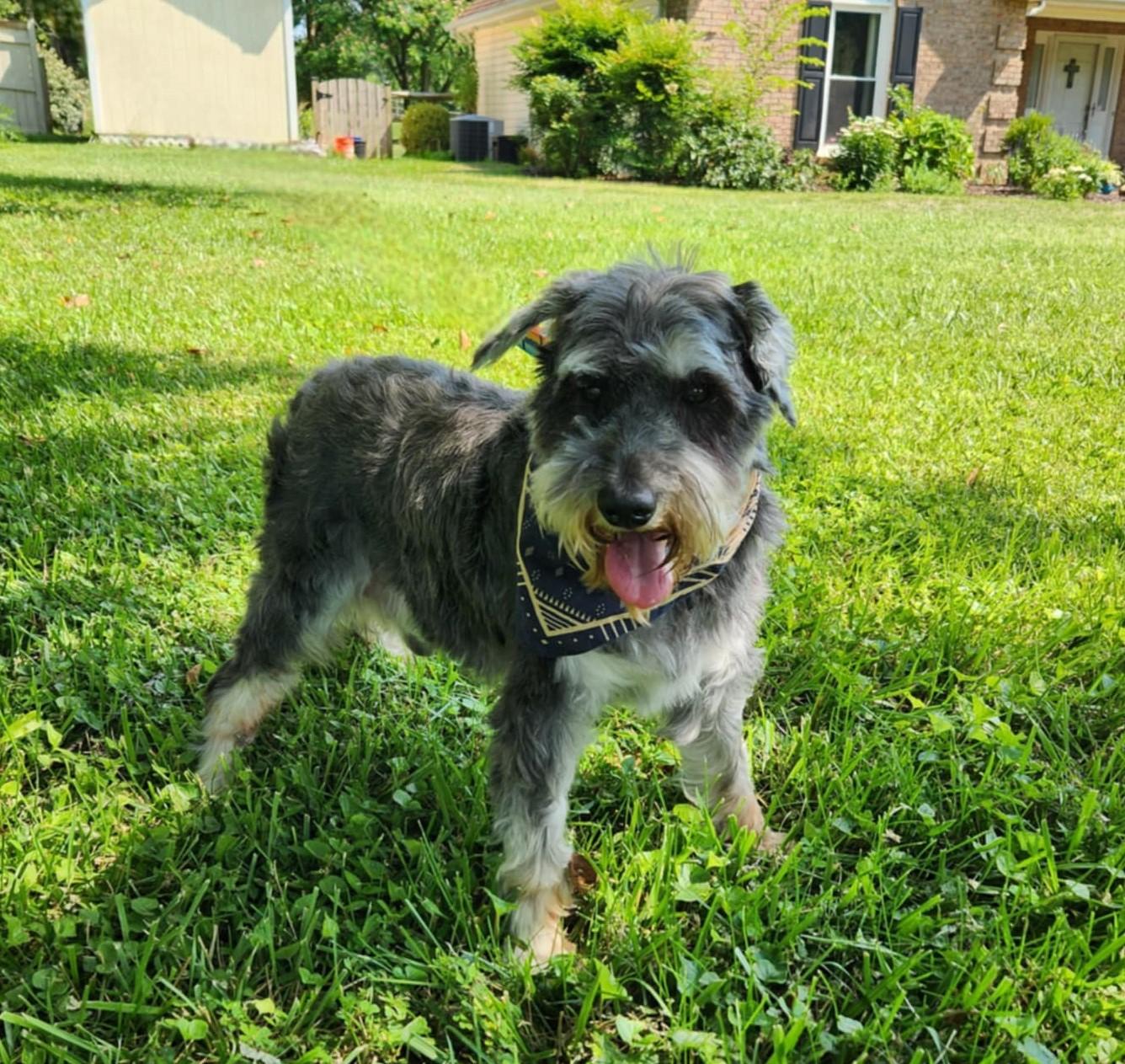 Elroy, a Adoptable Schnauzer in Monroe, NC image 6/6