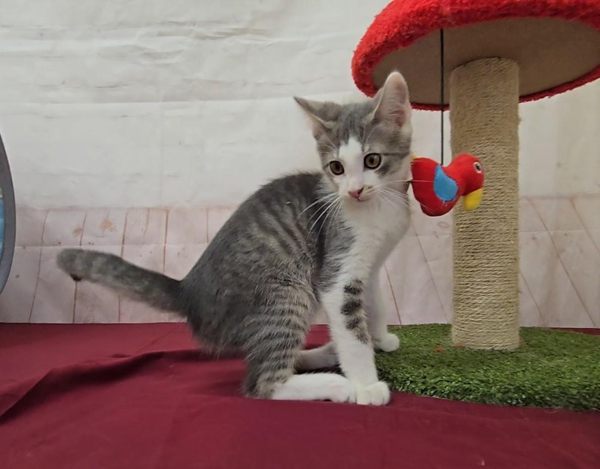 Enlarge Warthog, a ADOPTABLE Domestic Short Hair in Red Wing, MN image 1/2