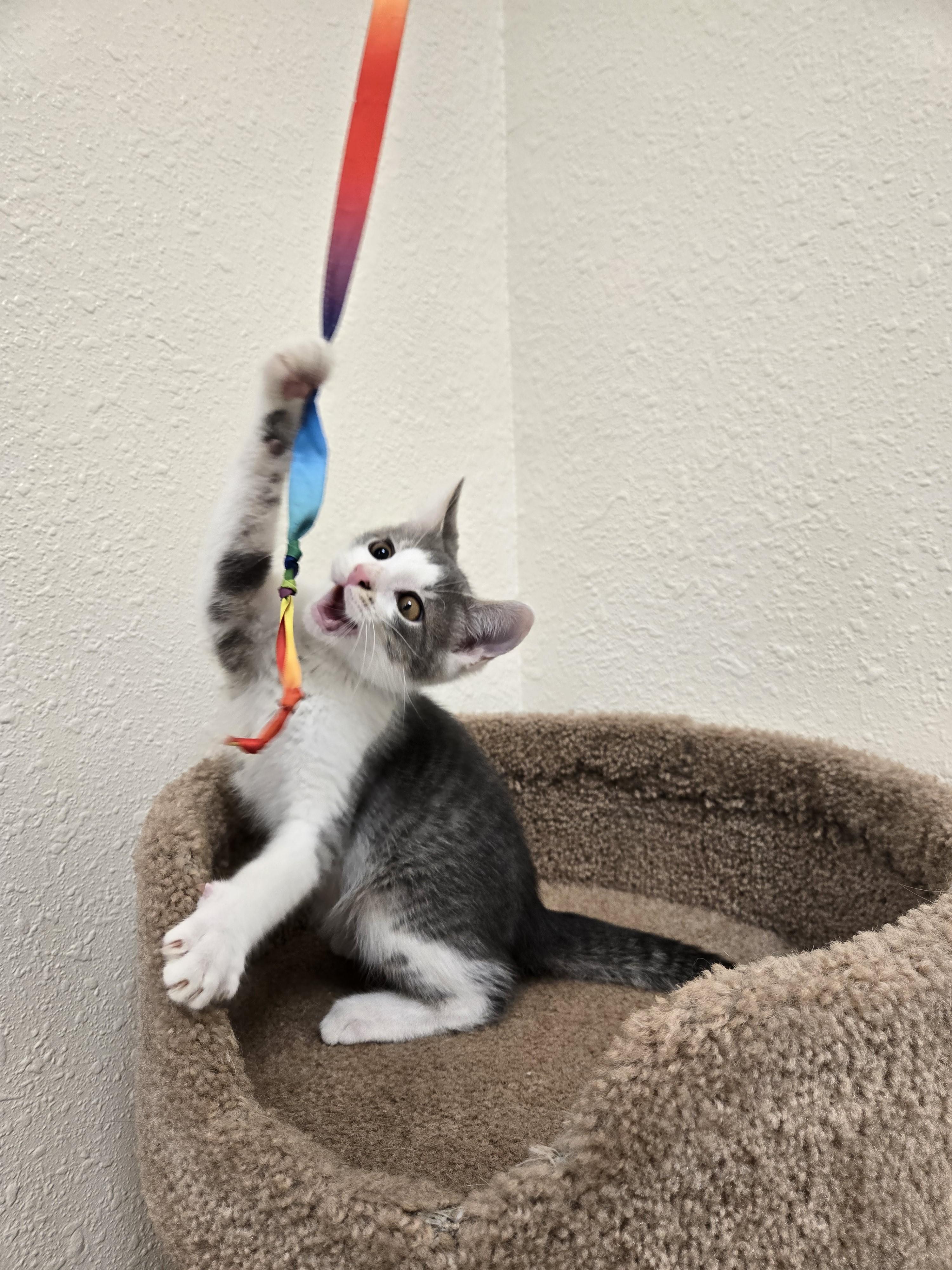 Enlarge Warthog, a ADOPTABLE Domestic Short Hair in Red Wing, MN image 2/2