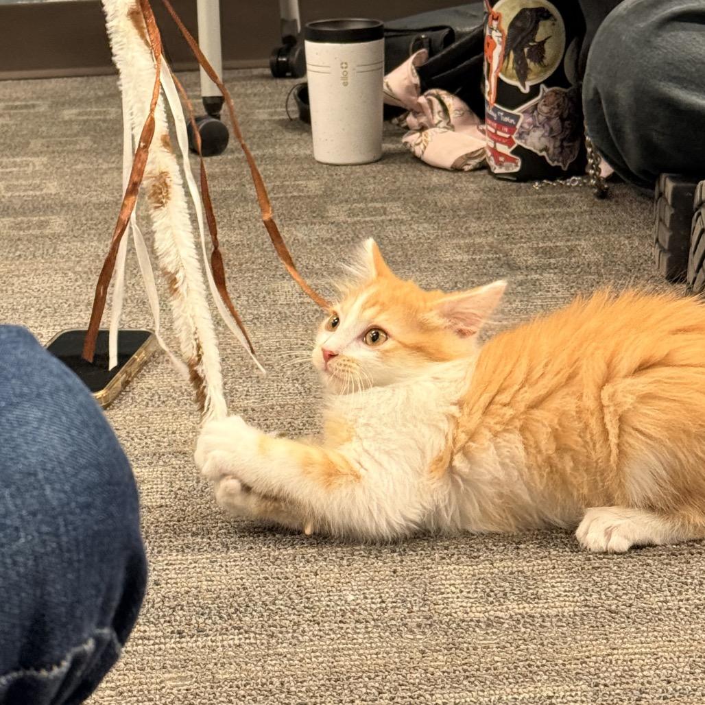 Enlarge Jake, a Adoptable Domestic Long Hair in Commerce City, CO image 1/6