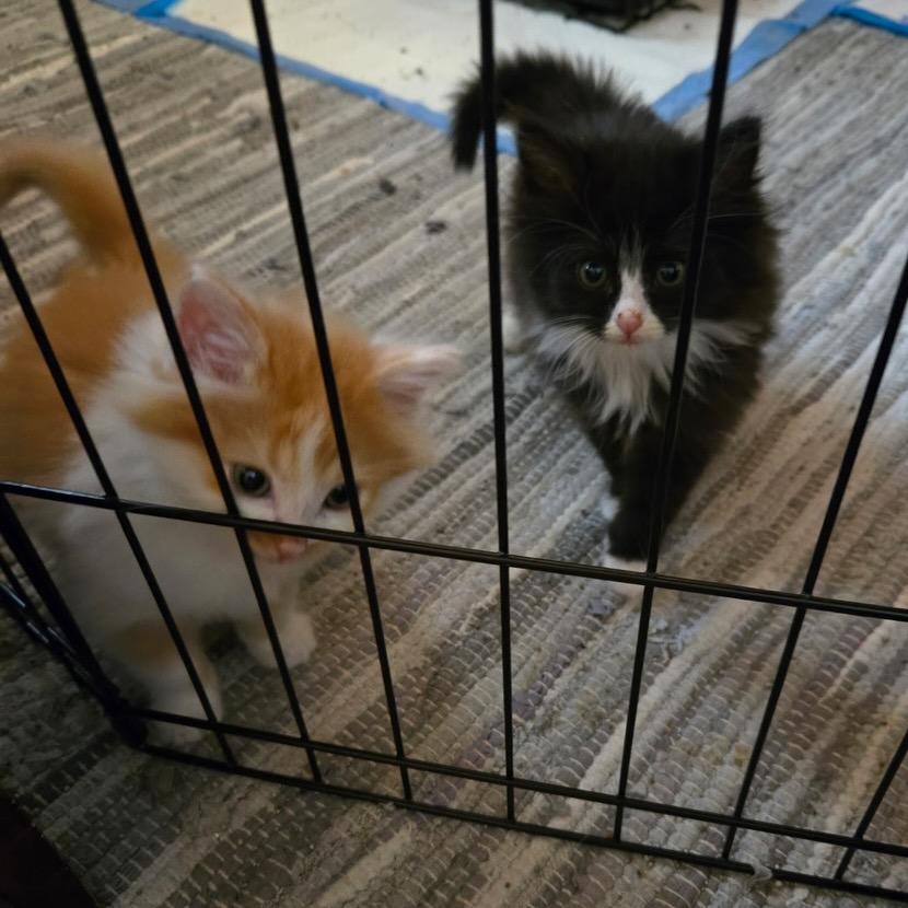 Enlarge Jake, a Adoptable Domestic Long Hair in Commerce City, CO image 2/6