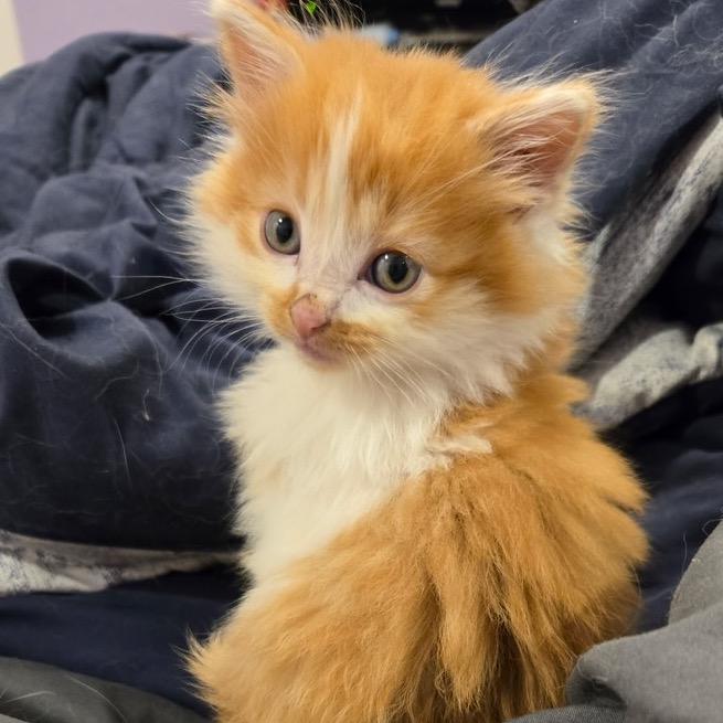 Enlarge Jake, a Adoptable Domestic Long Hair in Commerce City, CO image 4/6