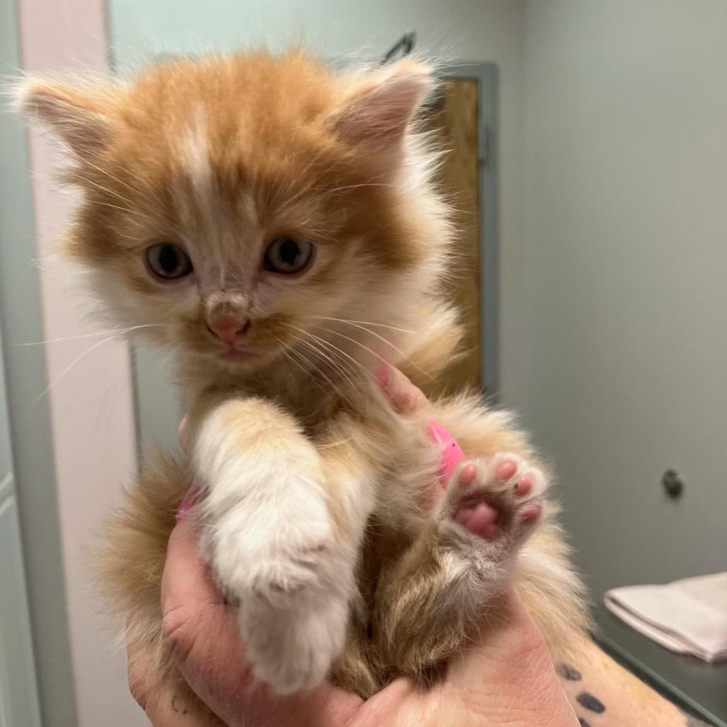 Enlarge Jake, a Adoptable Domestic Long Hair in Commerce City, CO image 5/6