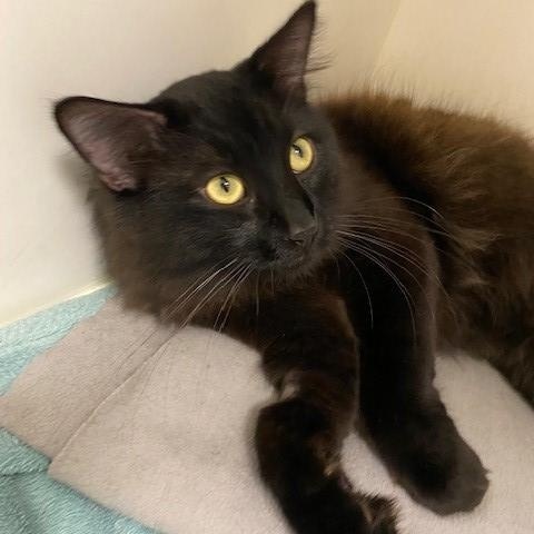 Phoenix, adopted, Adult Male Domestic Medium Hair.