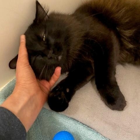 Phoenix, an adopted Domestic Medium Hair in Coquitlam, BC image 2/2