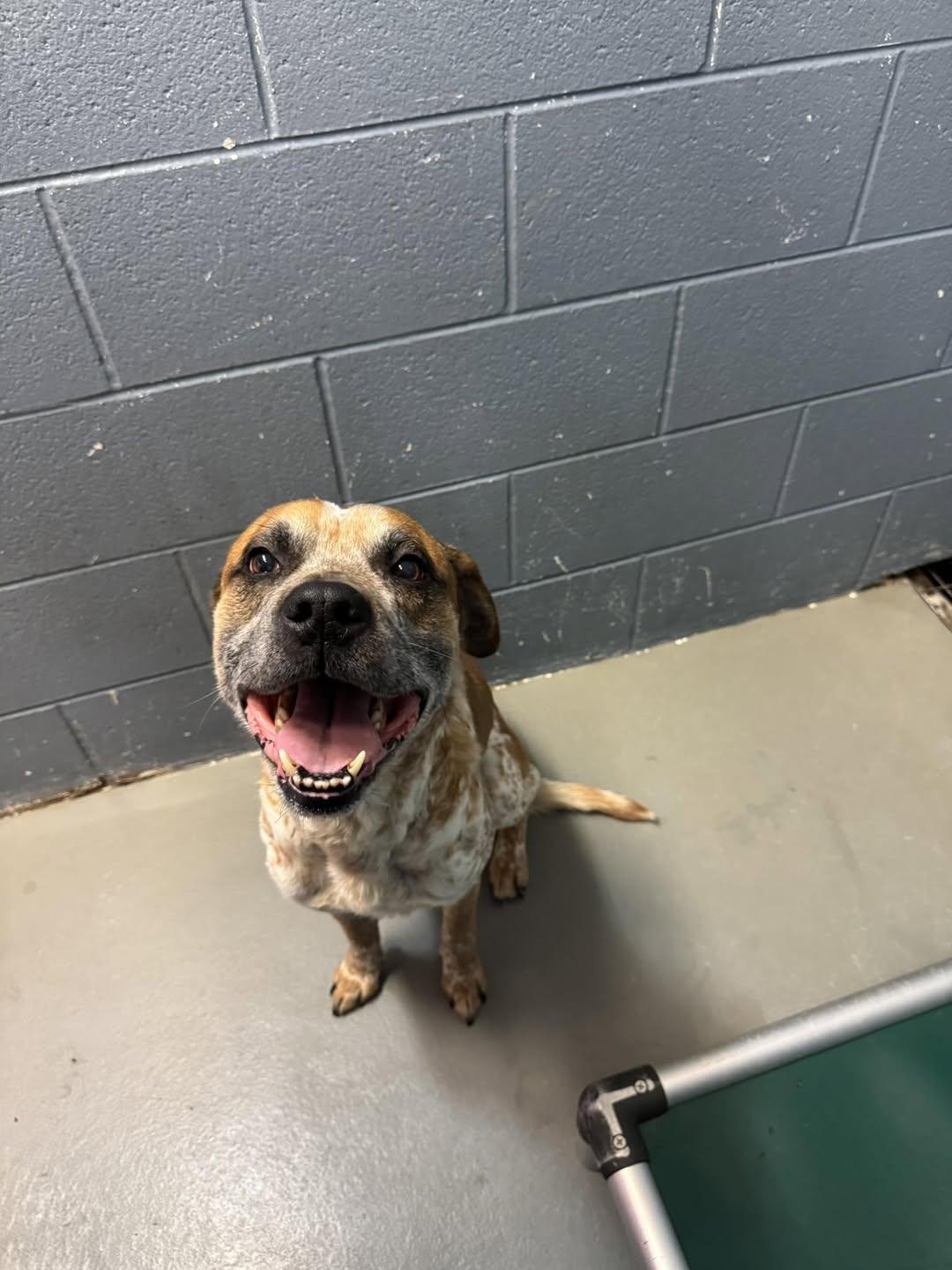 Enlarge Zuko, a Adoptable Australian Cattle Dog / Blue Heeler in Rowlett, TX image 1/3