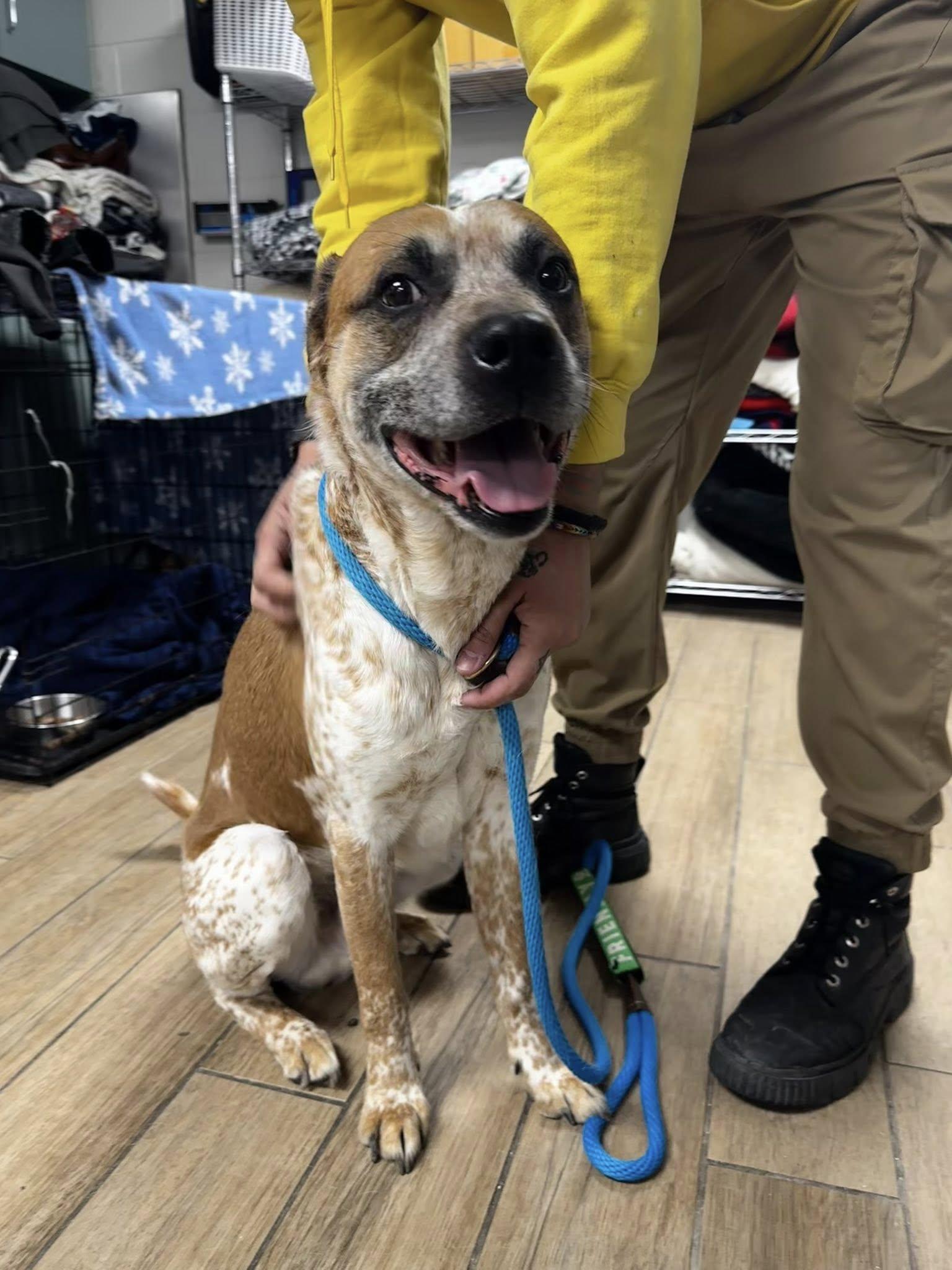 Enlarge Zuko, a Adoptable Australian Cattle Dog / Blue Heeler in Rowlett, TX image 2/3