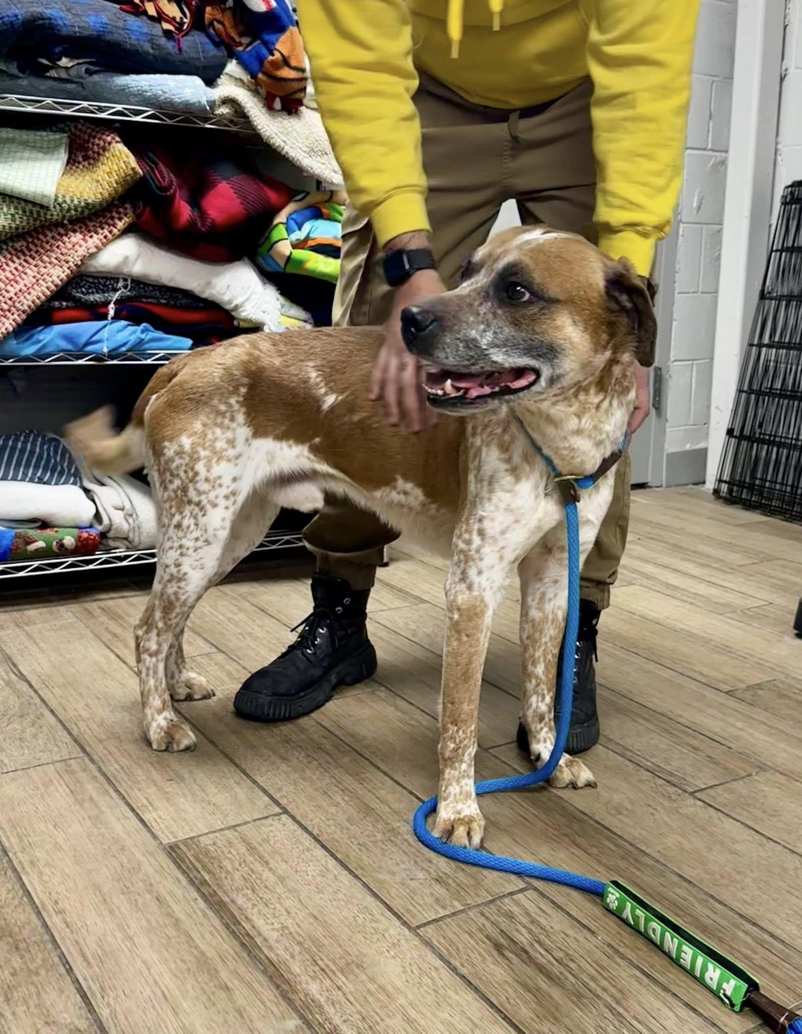Enlarge Zuko, a Adoptable Australian Cattle Dog / Blue Heeler in Rowlett, TX image 3/3