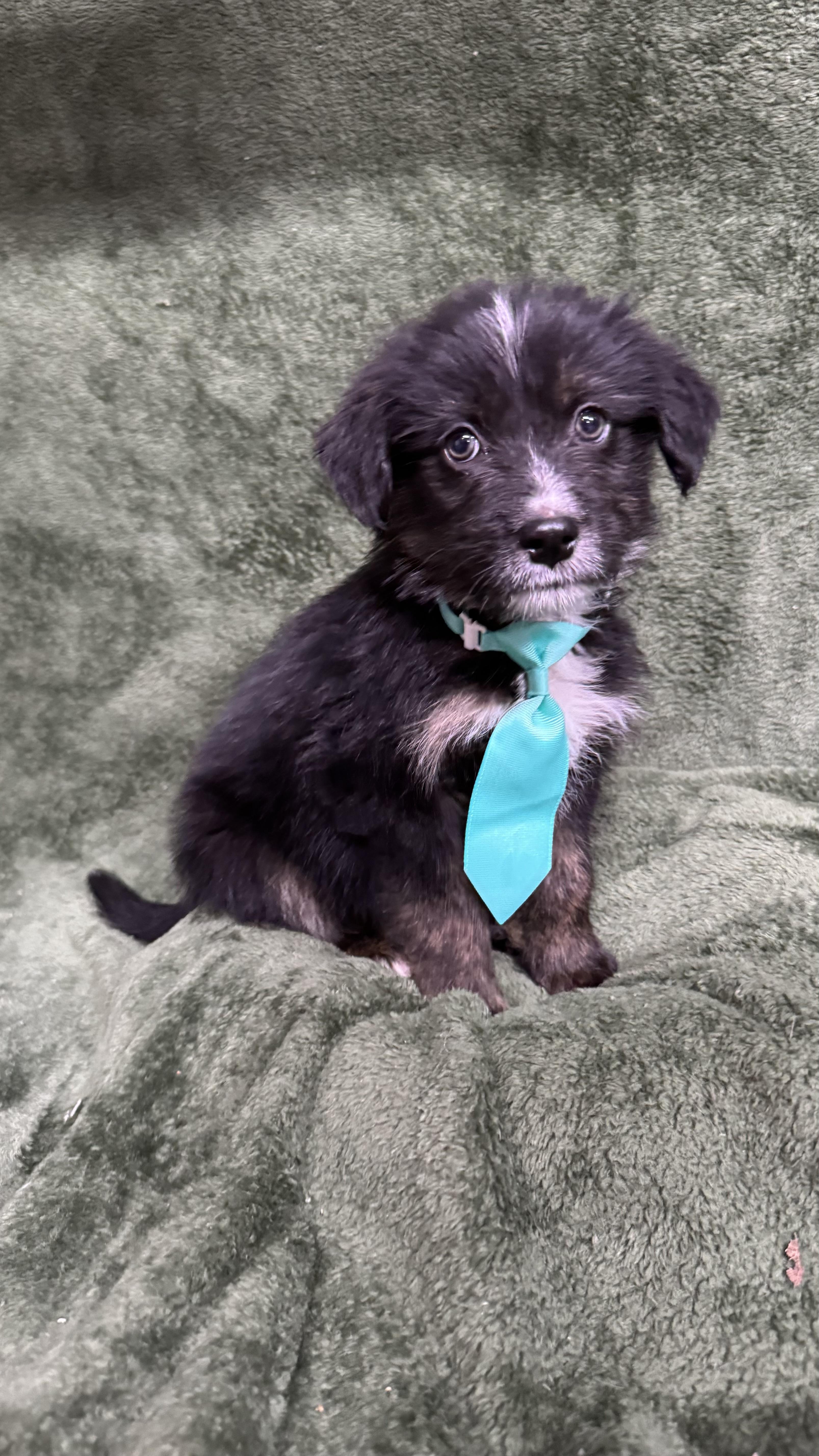 Squidward, a ADOPTABLE mixed breed in Knoxville, TN image 3/3