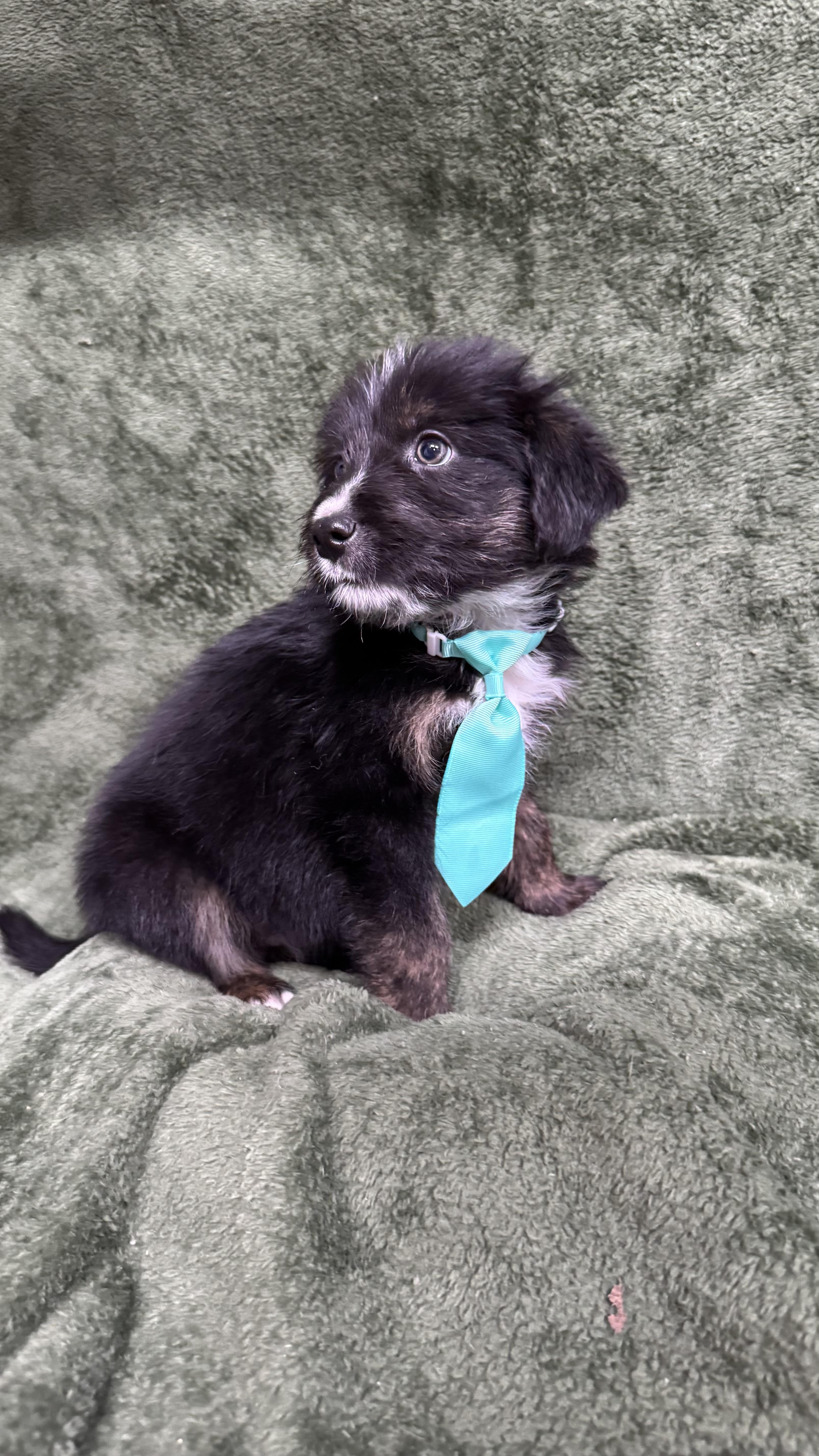 Squidward, ADOPTABLE, Puppy Male Beagle & Terrier.