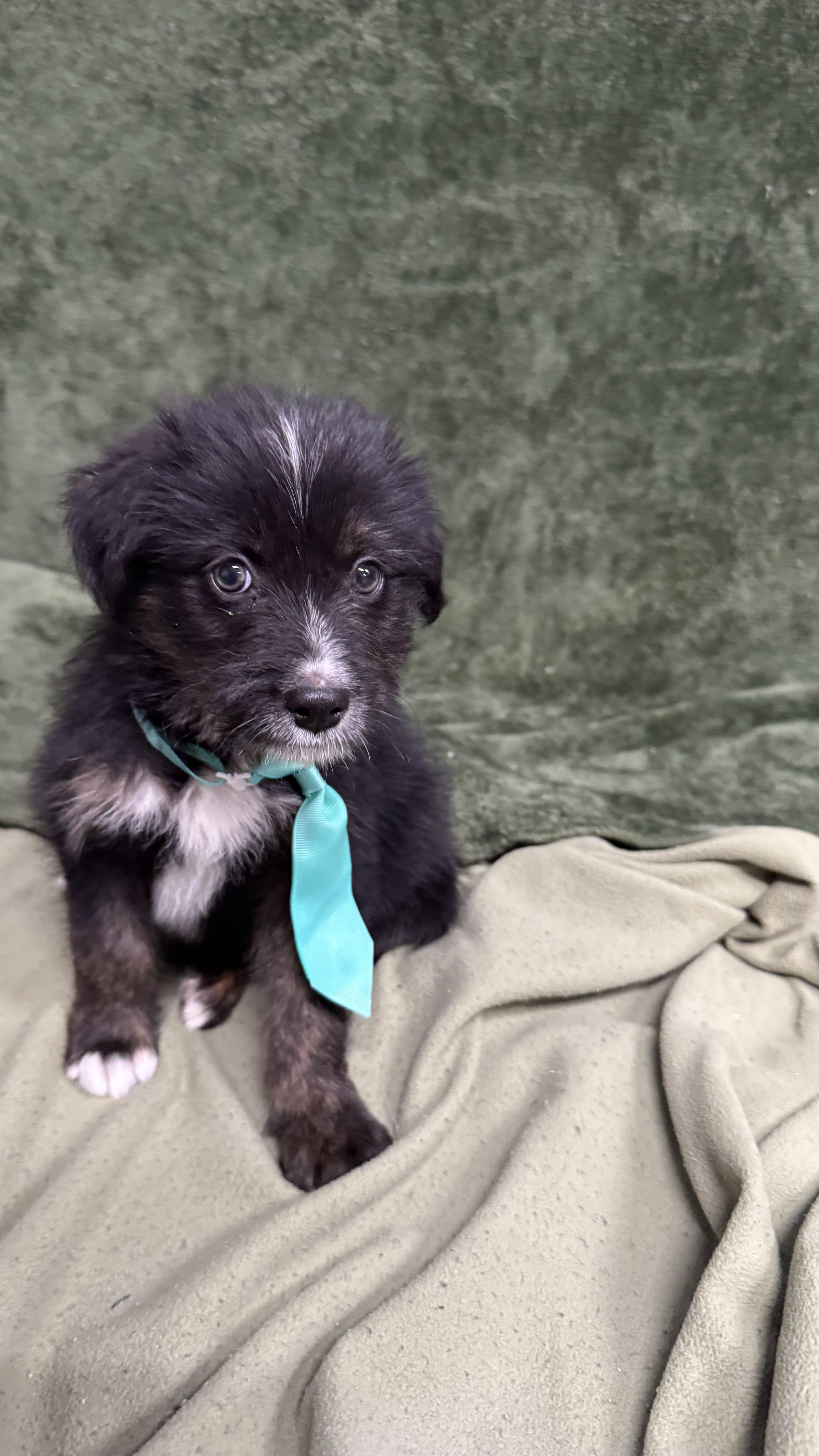 Squidward, a ADOPTABLE mixed breed in Knoxville, TN image 2/3