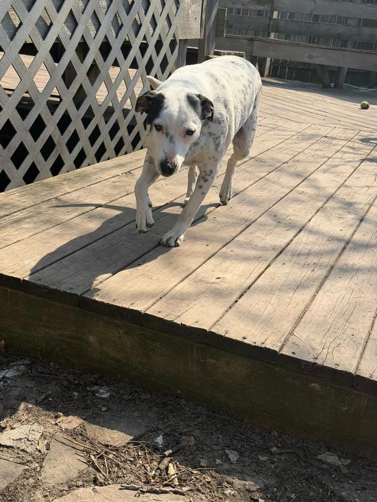 Enlarge Cadbury, a Adoptable mixed breed in Fond Du Lac, WI image 1/5
