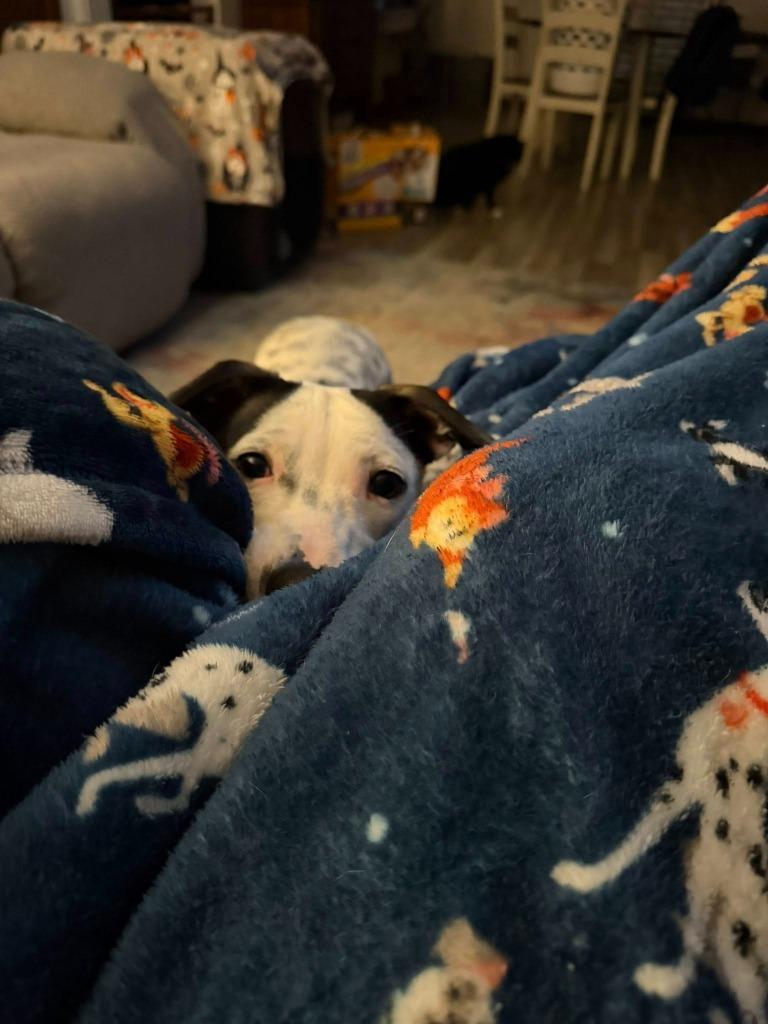 Cadbury, Adoptable, Puppy Female Mixed Breed.