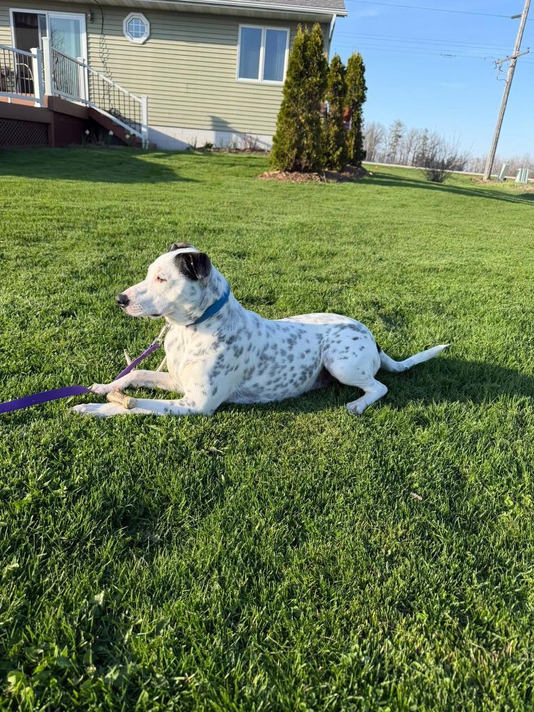 Enlarge Cadbury, a Adoptable mixed breed in Fond Du Lac, WI image 2/6