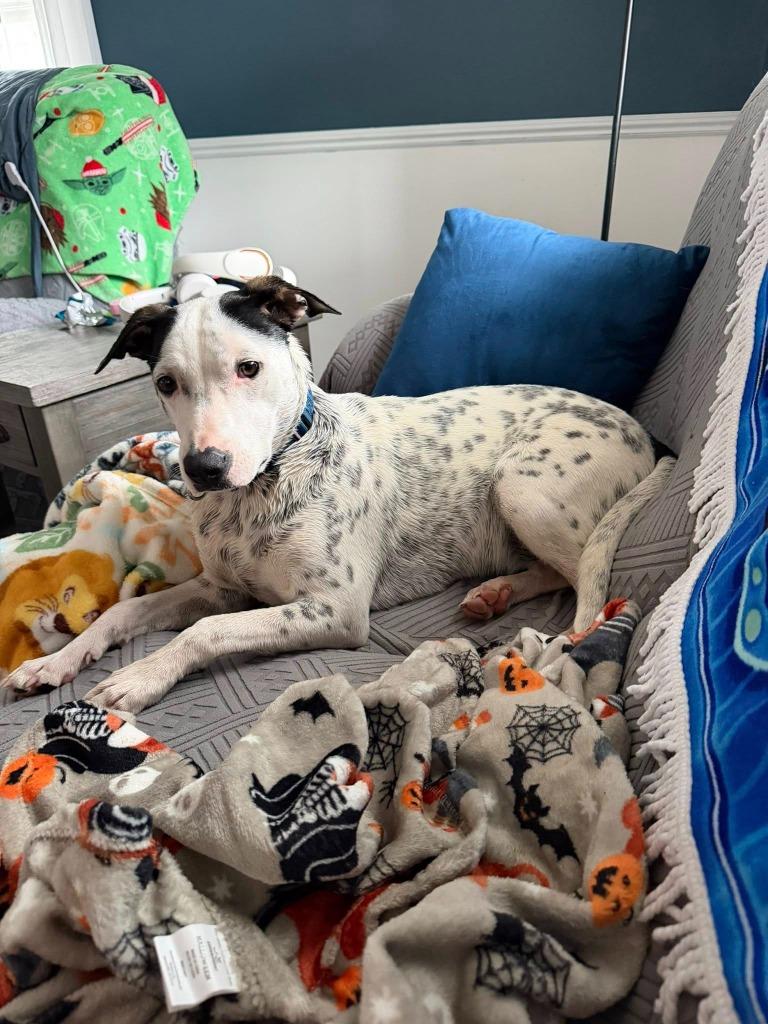 Enlarge Cadbury, a Adoptable mixed breed in Fond Du Lac, WI image 3/6