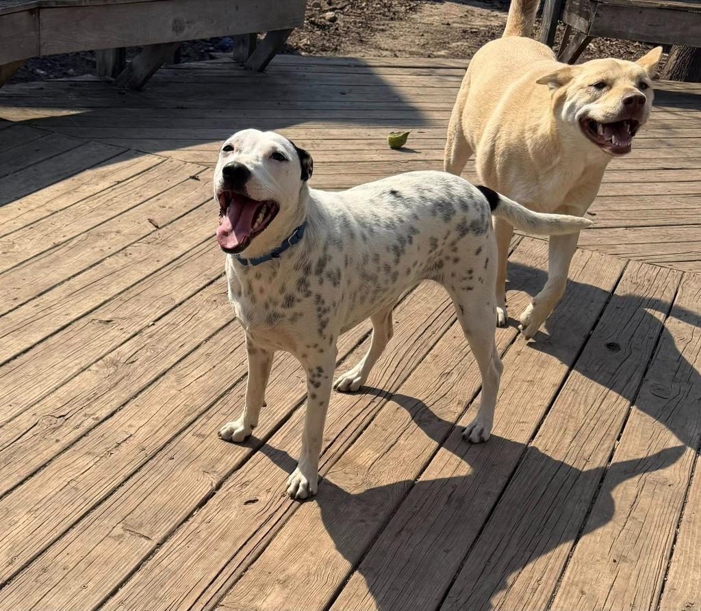 Enlarge Cadbury, a Adoptable mixed breed in Fond Du Lac, WI image 2/5