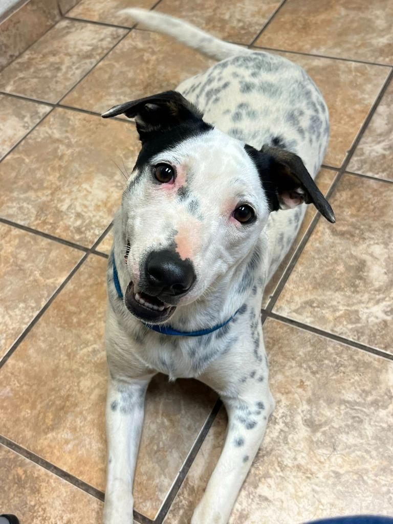 Enlarge Cadbury, a Adoptable mixed breed in Fond Du Lac, WI image 3/5