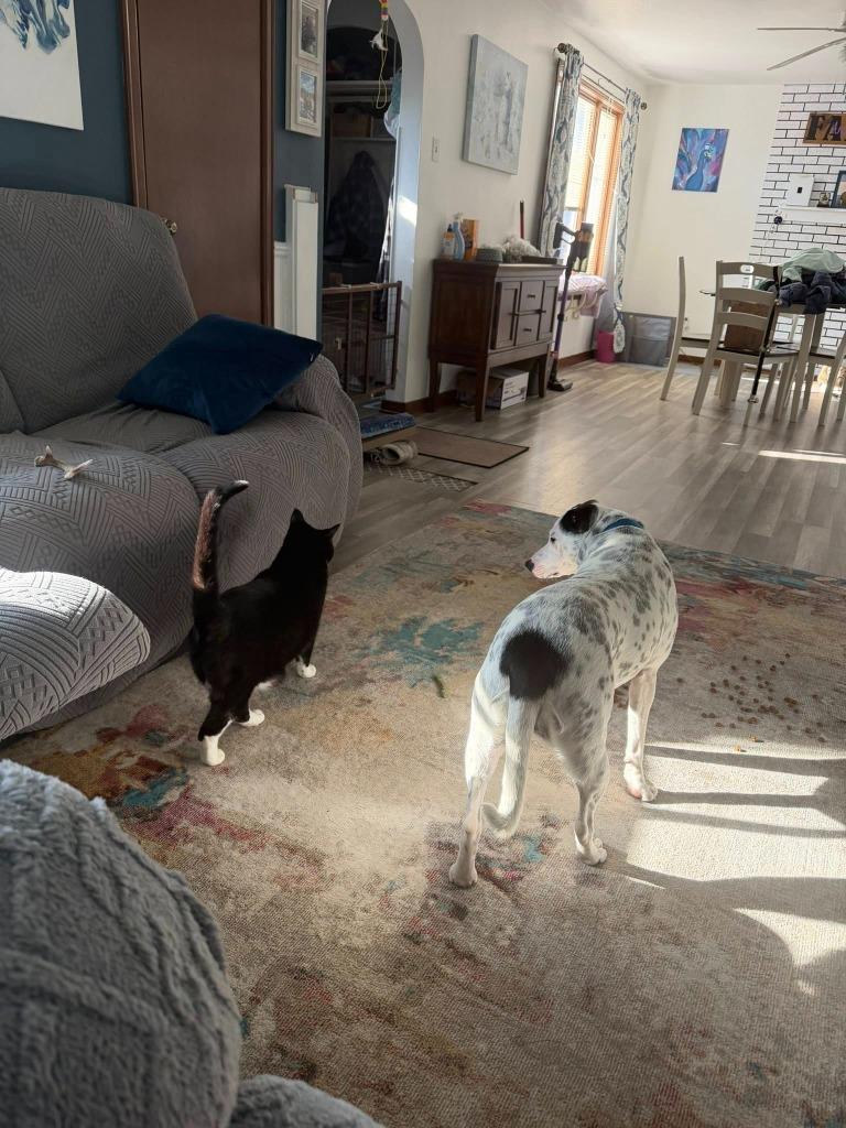 Enlarge Cadbury, a Adoptable mixed breed in Fond Du Lac, WI image 4/6