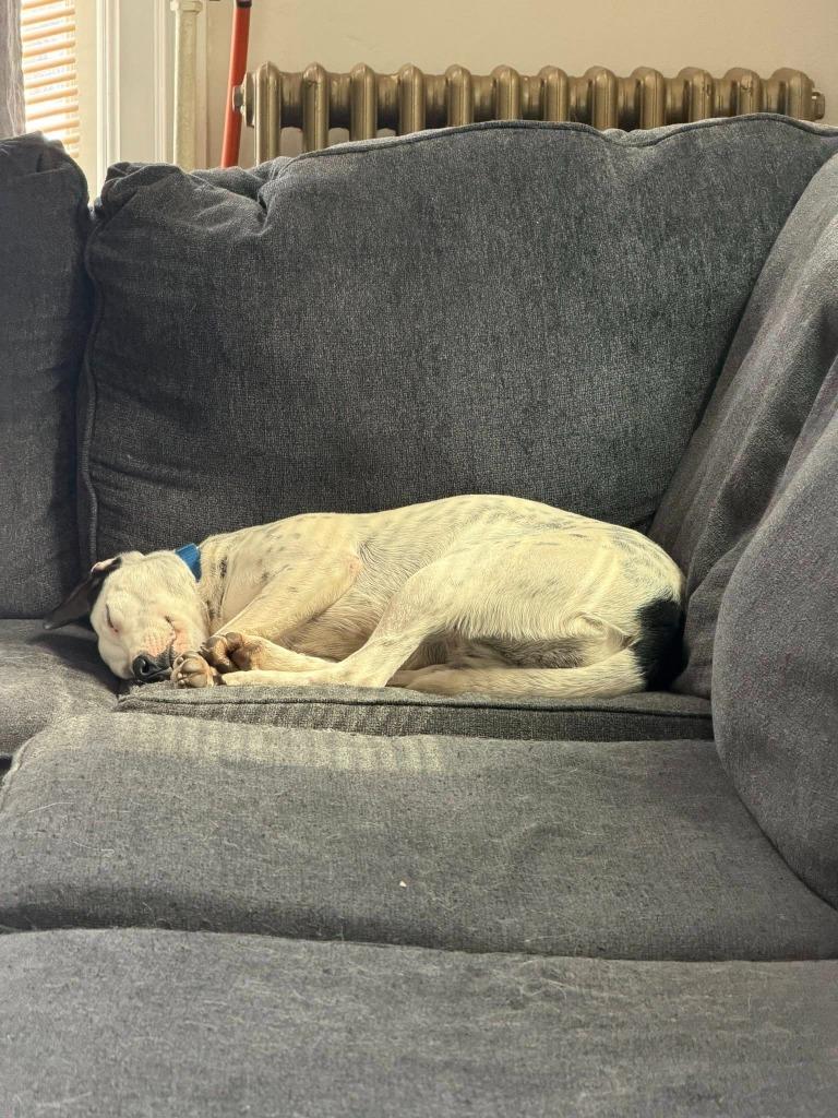 Enlarge Cadbury, a Adoptable mixed breed in Fond Du Lac, WI image 4/5