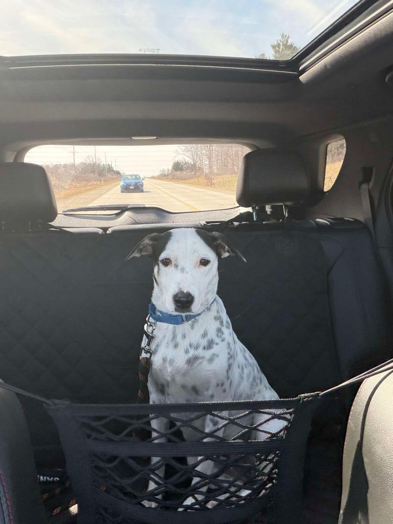 Enlarge Cadbury, a Adoptable mixed breed in Fond Du Lac, WI image 5/6