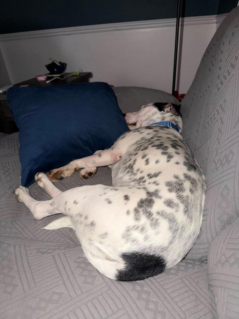 Enlarge Cadbury, a Adoptable mixed breed in Fond Du Lac, WI image 6/6