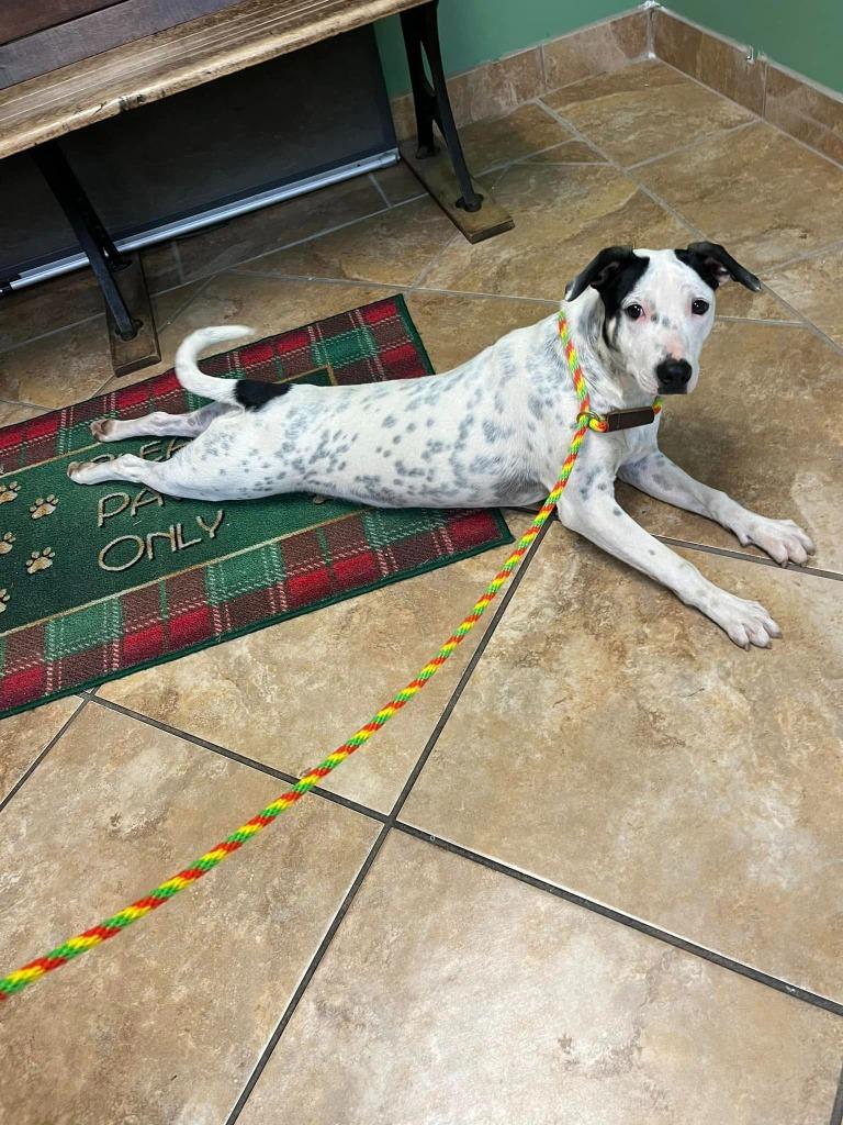Enlarge Cadbury, a Adoptable mixed breed in Fond Du Lac, WI image 5/5