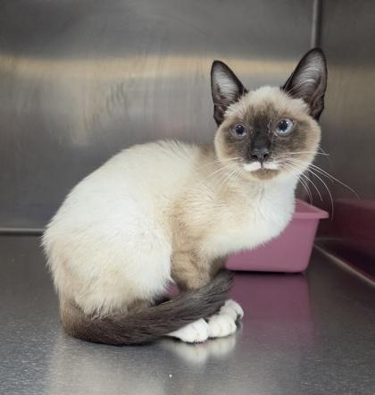 Toasted Marshmallow Catpuccino, Adoptable, Kitten Male Siamese & Domestic Short Hair.