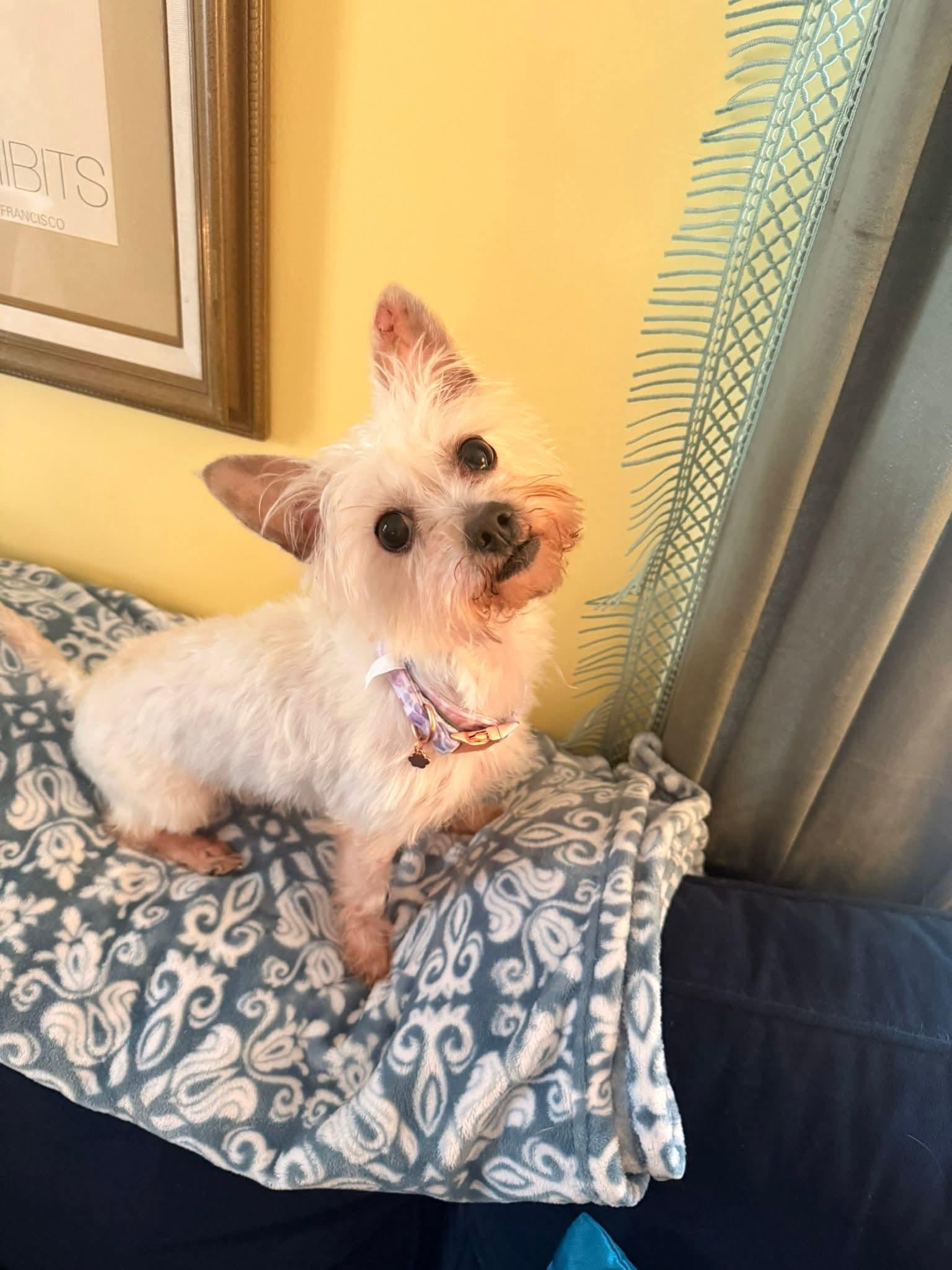 Fiona, adopted, Young Female Yorkshire Terrier & Maltese.