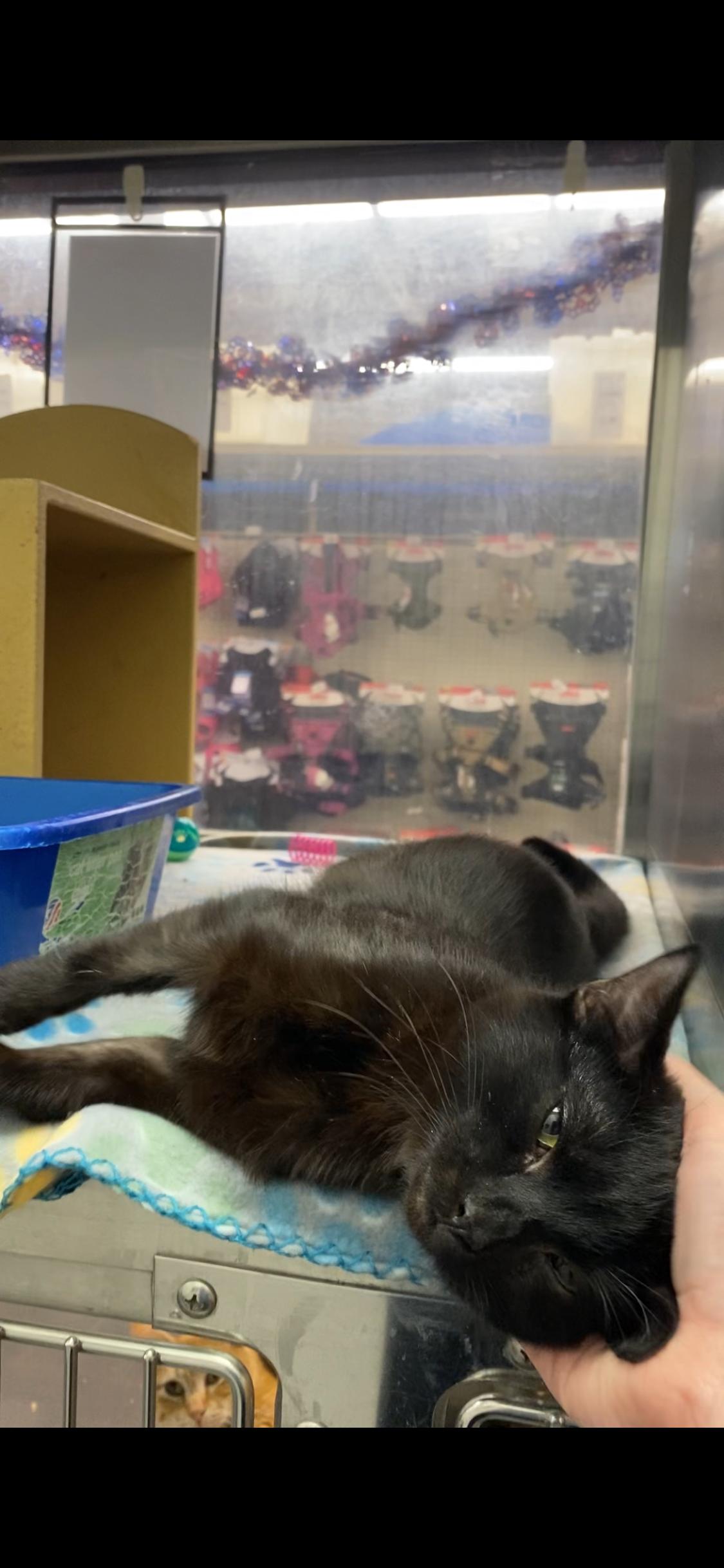 Domino, a ADOPTABLE Domestic Short Hair in El Reno, OK image 2/2