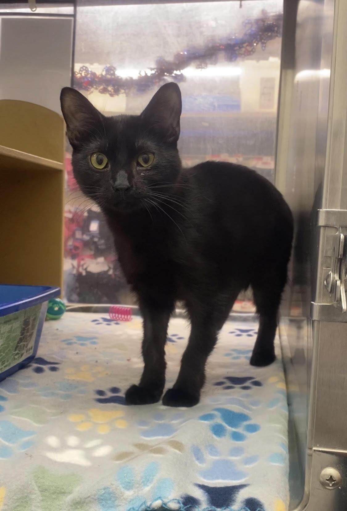 Domino, ADOPTABLE, Adult Male Domestic Short Hair.