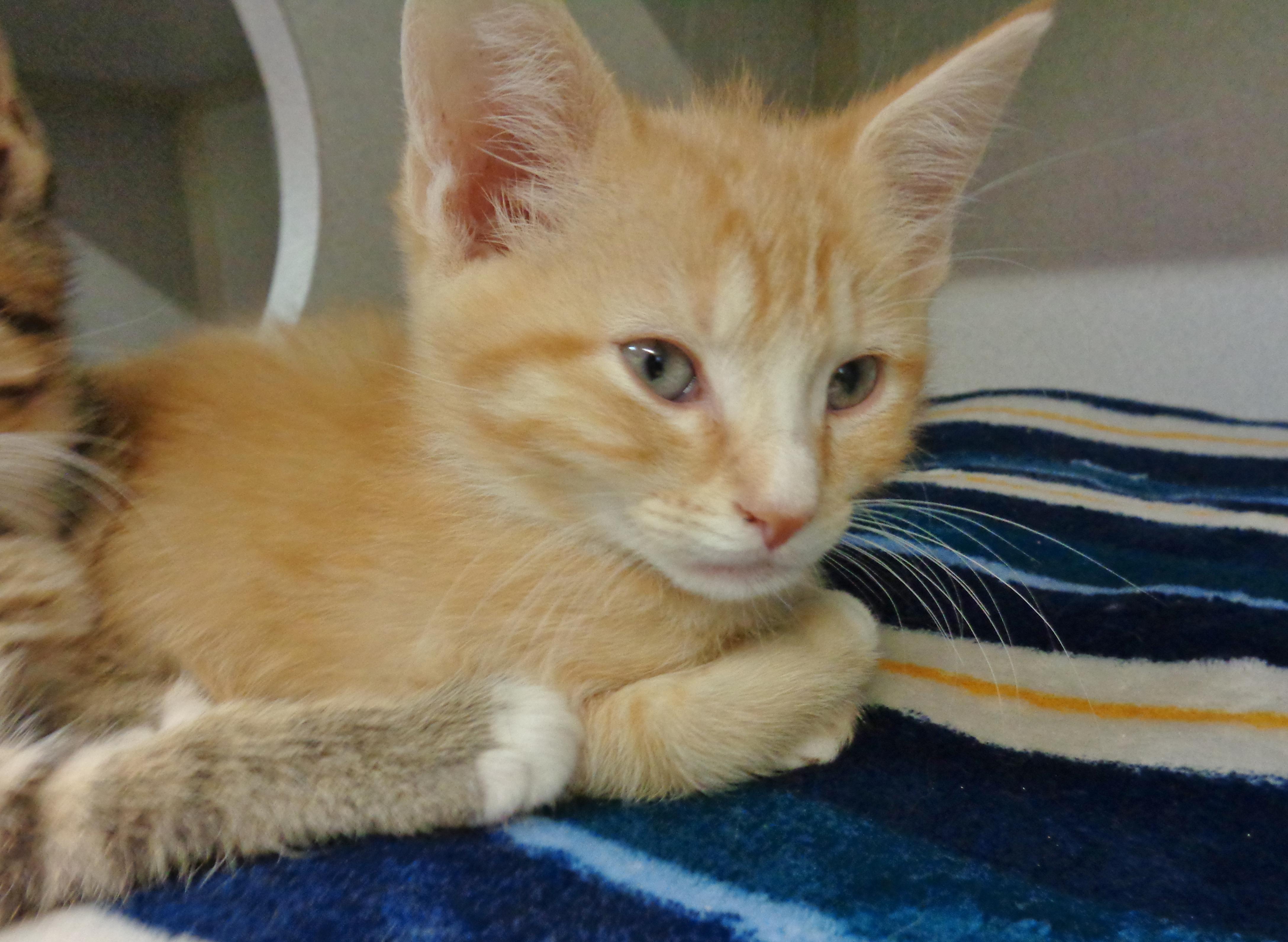 CHEDDAR, an adopted Tiger in Delhi, NY image 5/5