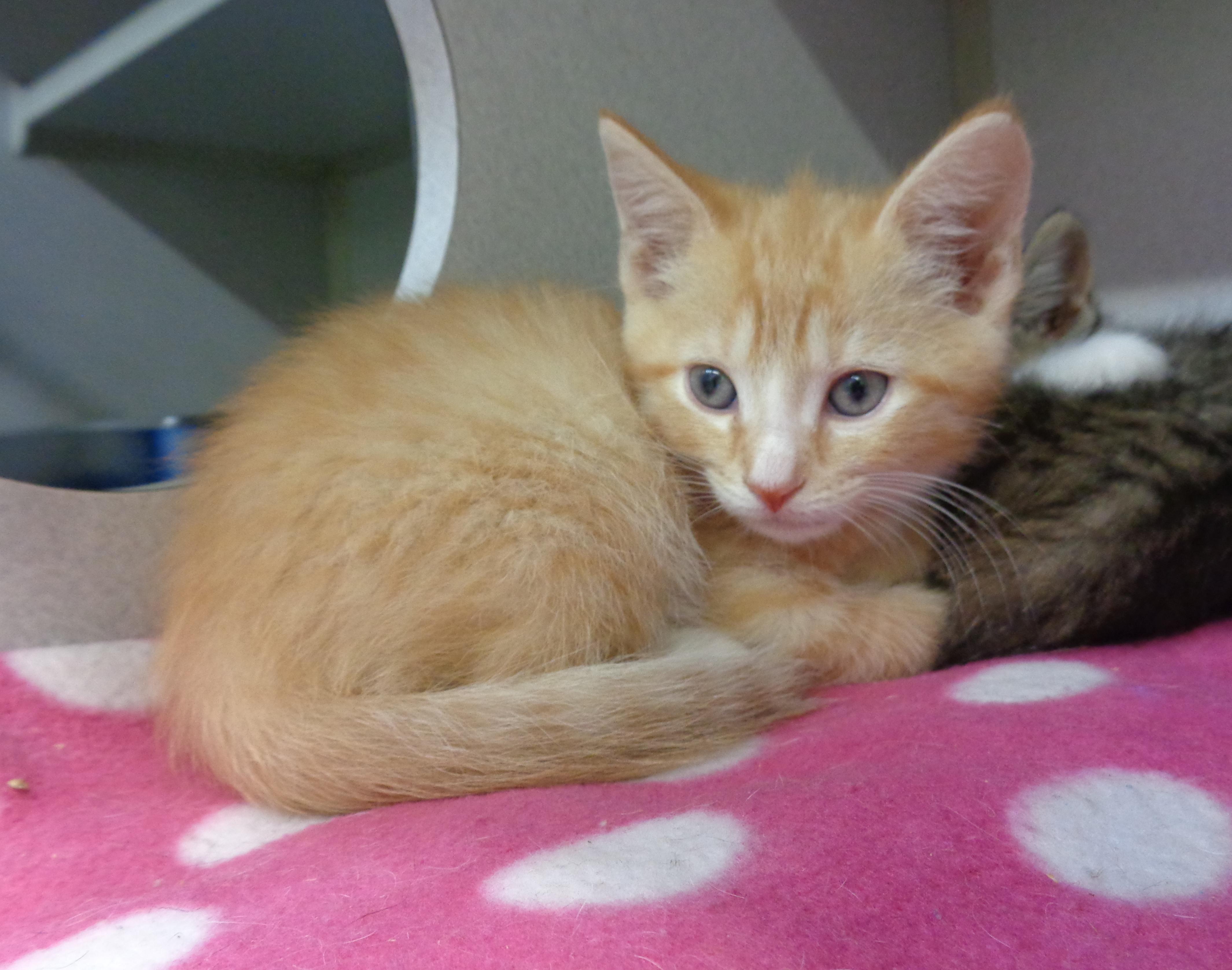 CHEDDAR, an adopted Tiger in Delhi, NY image 2/5