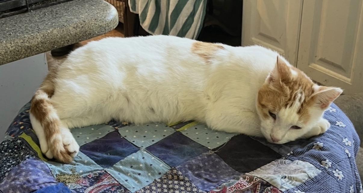 Enlarge Cheddar, a Adoptable Domestic Short Hair in Mount Airy, MD image 2/2