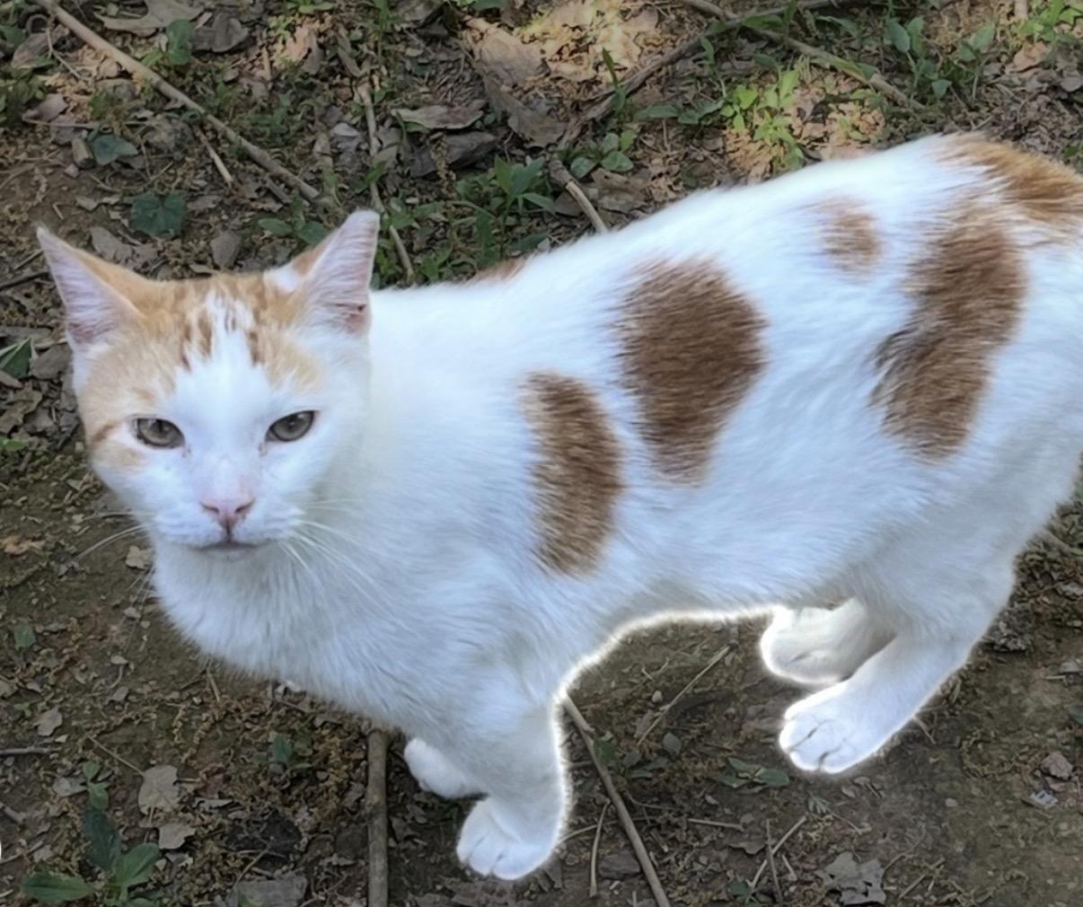 Cheddar, Adoptable, Adult Male Domestic Short Hair.
