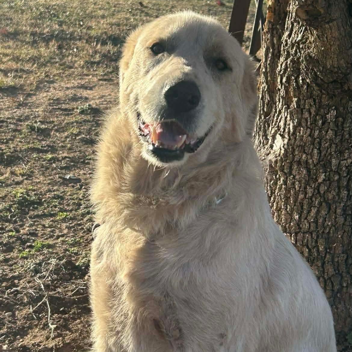 Wesley, Adoptable, Adult Male Great Pyrenees.